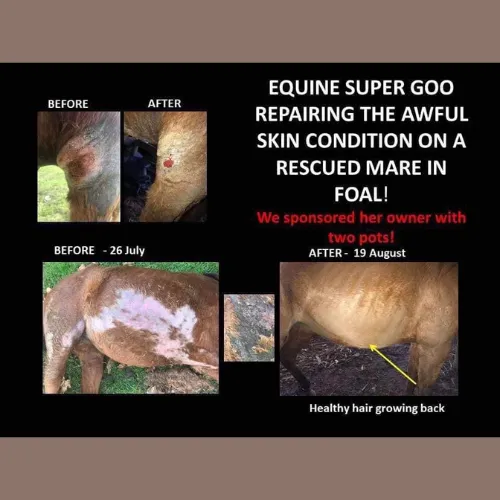 Equine Super Goo - The Original Topical Cream